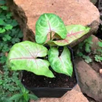Super Syngonium